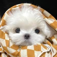 Jessy Mendiola avatar